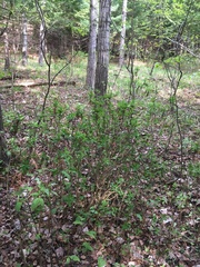 Daphne mezereum