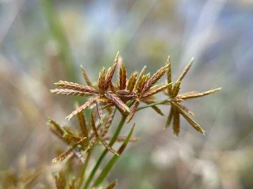 Cyperus haspan observed 2026-10-16