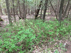 Daphne mezereum
