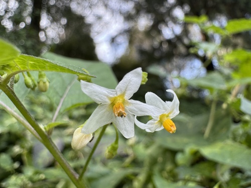 black nightshade