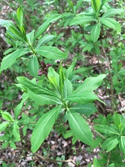 Daphne mezereum