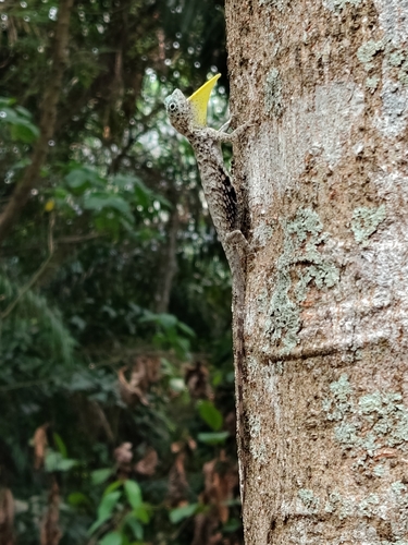 Draco volans observed 2026-10-19