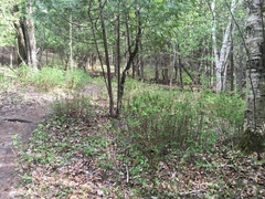 Daphne mezereum