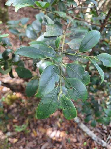Cleyera japonica observed 2026-10-17