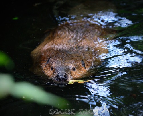 American Beaver photographed in Georgia