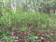 Daphne mezereum