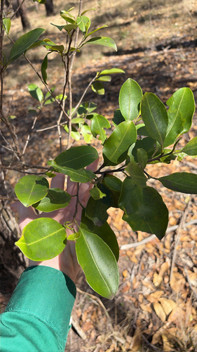 Geijera salicifolia observed 2026-10-19