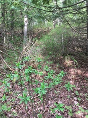 Daphne mezereum
