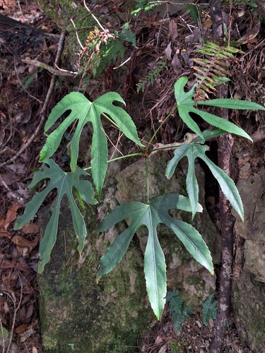 Fatsia polycarpa observed 2026-10-17
