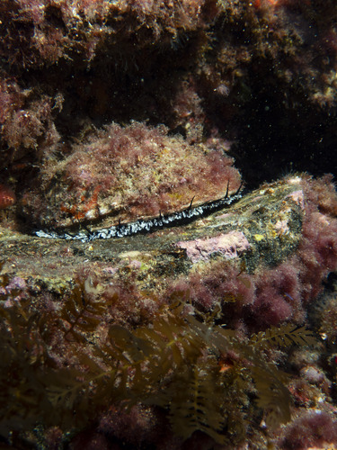 Haliotis corrugata observed 2026-10-17