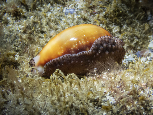 Neobernaya spadicea observed 2026-10-16