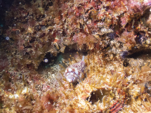 Conus californicus observed 2026-10-16