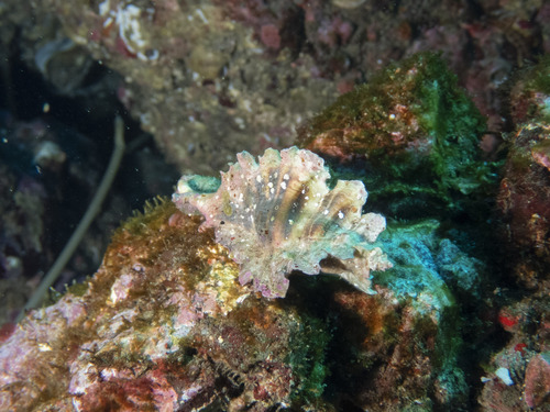 Pteropurpura trialata observed 2026-10-16