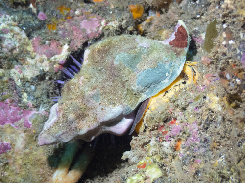 Kelletia kelletia, 2026-10-16