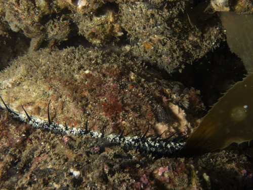 Haliotis corrugata observed 2026-10-16