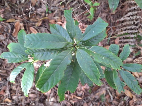 Lithocarpus brevicaudatus observed 2026-10-17