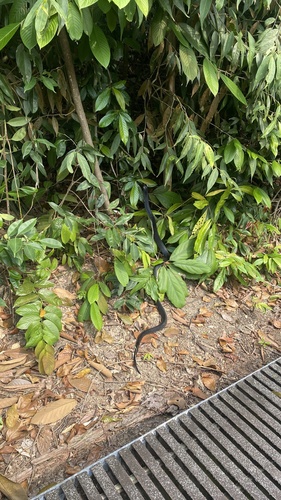 Naja sumatrana observed 2026-10-19