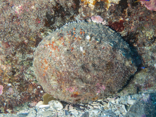Haliotis corrugata observed 2026-10-17