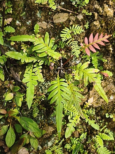 Blechnopsis orientalis observed 2026-10-19