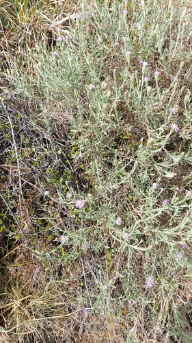 Vittadinia gracilis observed 2026-10-18