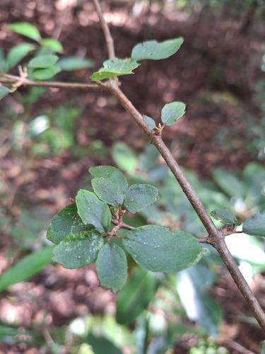 Viburnum parvifolium observed 2026-10-17