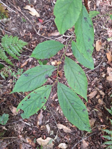 Diospyros oldhamii observed 2026-10-17