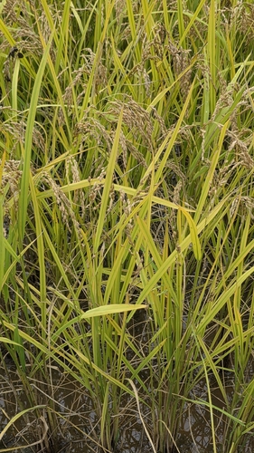 Oryza sativa observed 2026-10-19
