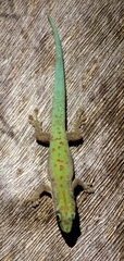 Phelsuma modesta
