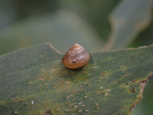 Coneuplecta calculosa observed 2026-10-18