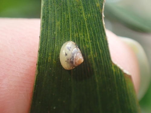 Coneuplecta calculosa observed 2026-10-18
