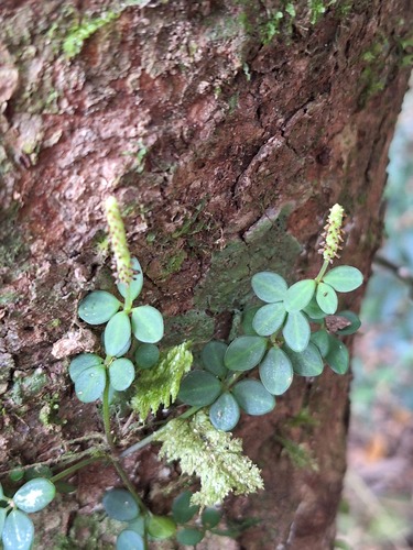 Peperomia tetraphylla observed 2026-10-17
