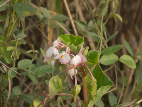 Wax begonia