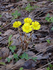 Tussilago farfara