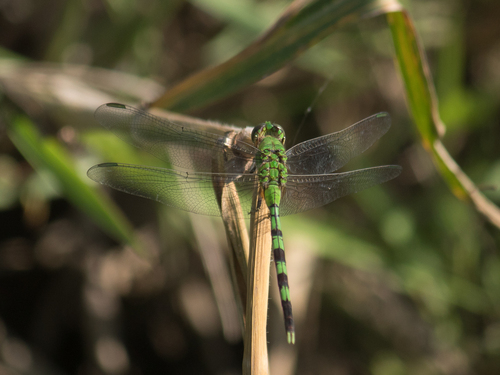 Great Pondhawk