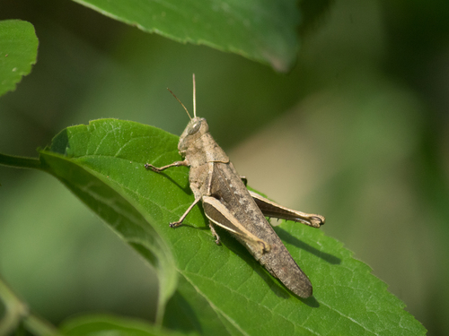 Abracris flavolineata