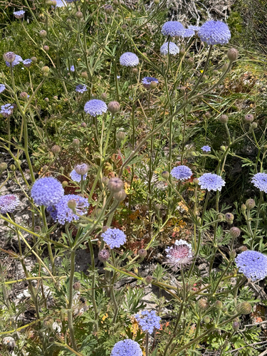 Trachymene coerulea observed 2026-10-19