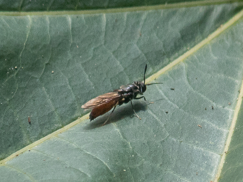 Black Soldier Fly