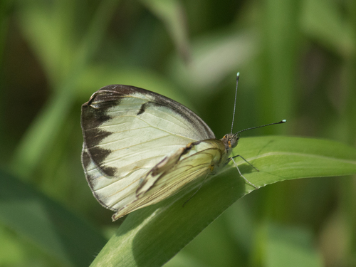 Great Southern White