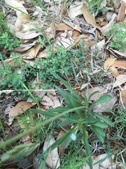 Amblyolepis setigera