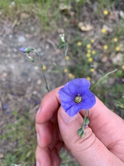 Linaceae