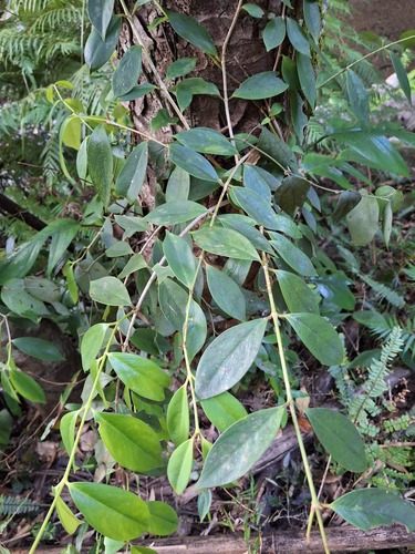 Aeschynanthus observed 2026-10-17