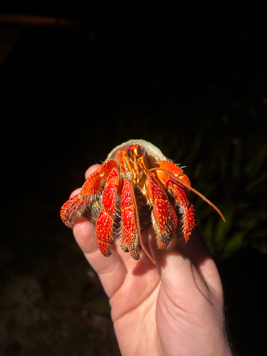 Coenobita perlatus observed 2026-10-15