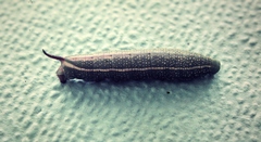 Macroglossum micacea