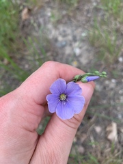 Linaceae