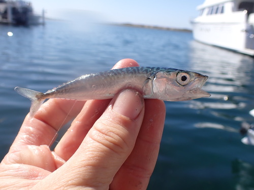 Scomber japonicus observed 2026-10-18
