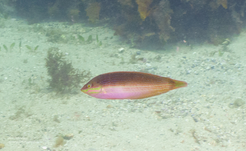 Coris aurilineata observed 2026-10-19