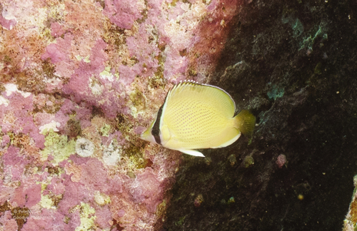 Chaetodon citrinellus observed 2026-10-19