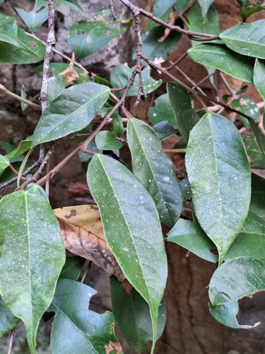 Ficus sarmentosa observed 2026-10-17