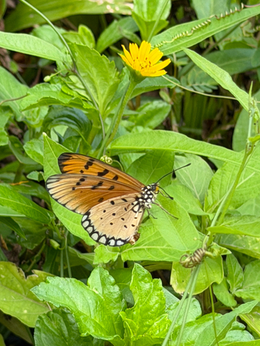 Acraea terpsicore