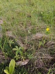 Potentilla chrysantha